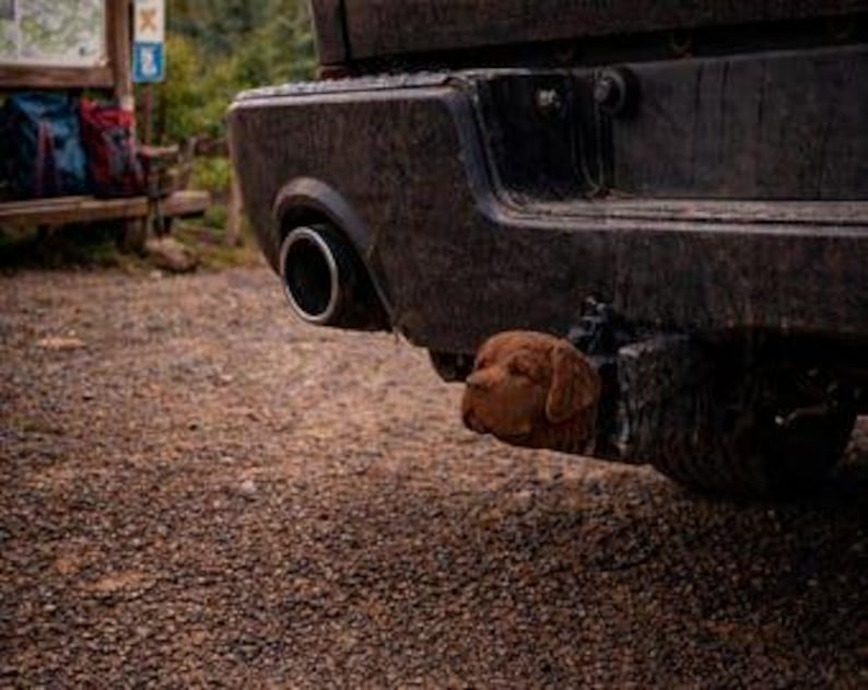 Saint bernard trailer hitch cover 50mm | 2 inch receiver plug | dog lover | 3d printed petg