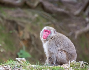 Photo Instant Digital Download Wall Art Macaque Monkey Image