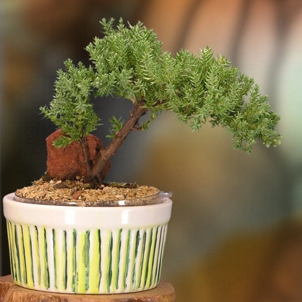 Fun, Cool, and Jolly Juniper Bonsai Gift