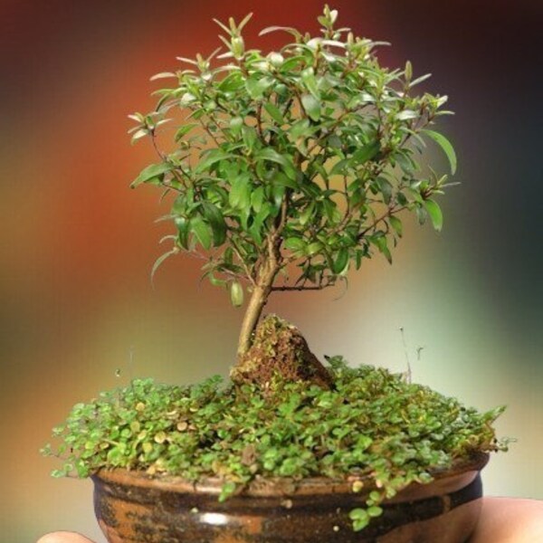 Summer Flowering and Fruiting Herbaceous Bonsai - Dwarf