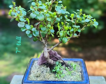 Indoor Tropical Bonsai - Shohin Class (Actual Tree, Collectible)