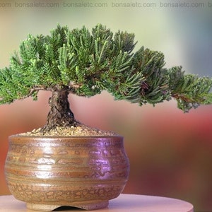 Handcrafted, Healthy Japanese Juniper Bonsai in Han-Kengai Cup