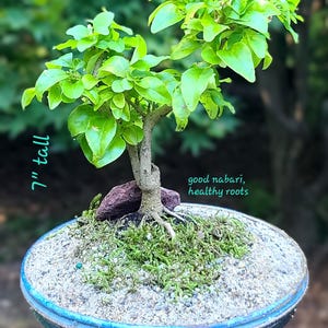 Indoor Handcrafted Chinese Privet Mame Bonsai (Actual Tree, Collectible)