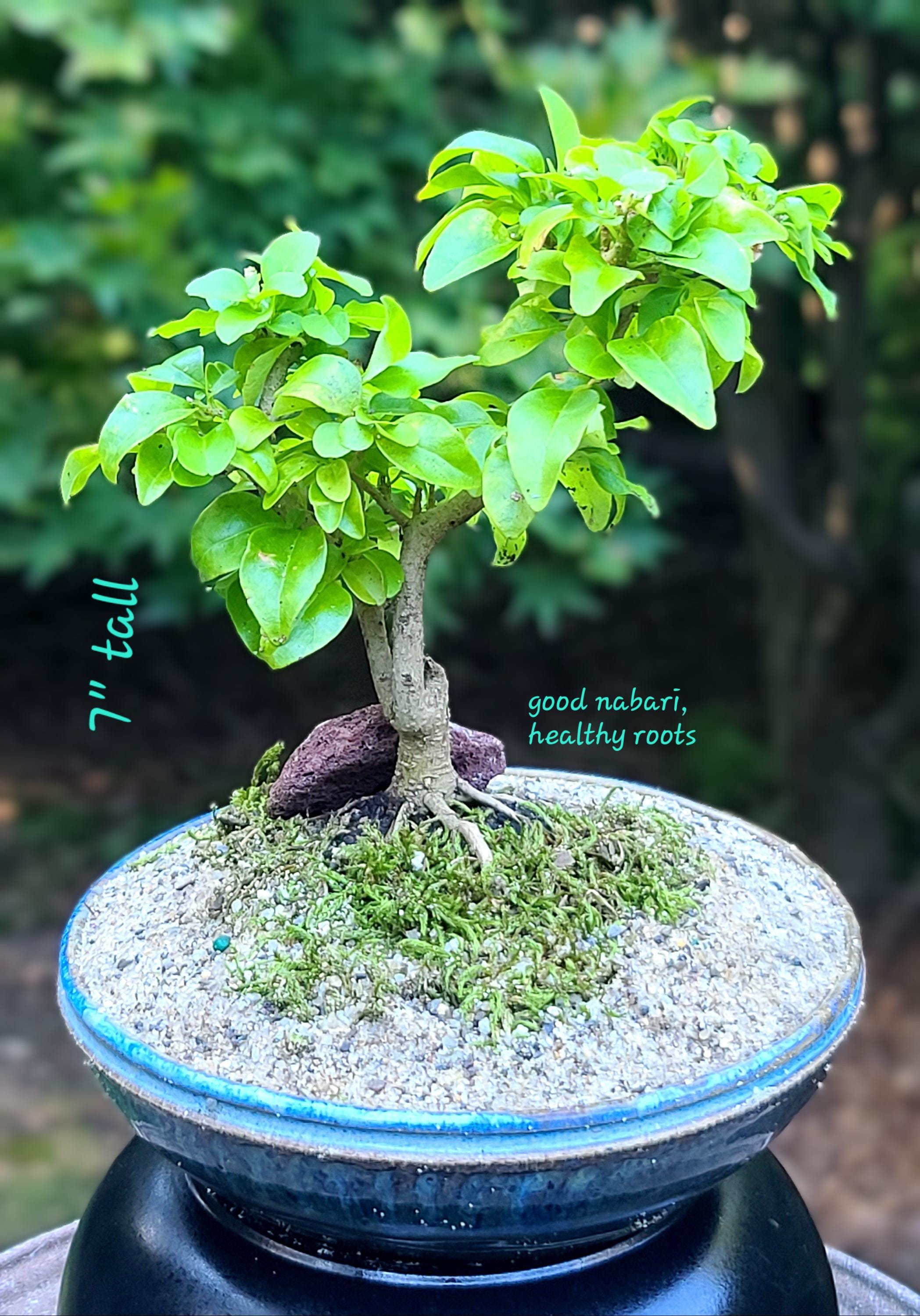 Indoor Handcrafted Chinese Privet Mame Bonsai (actual Tree