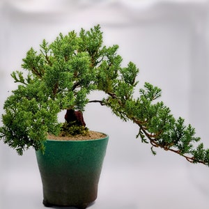 A 10 Plus Year Old Japanese Juniper Bonsai Tree