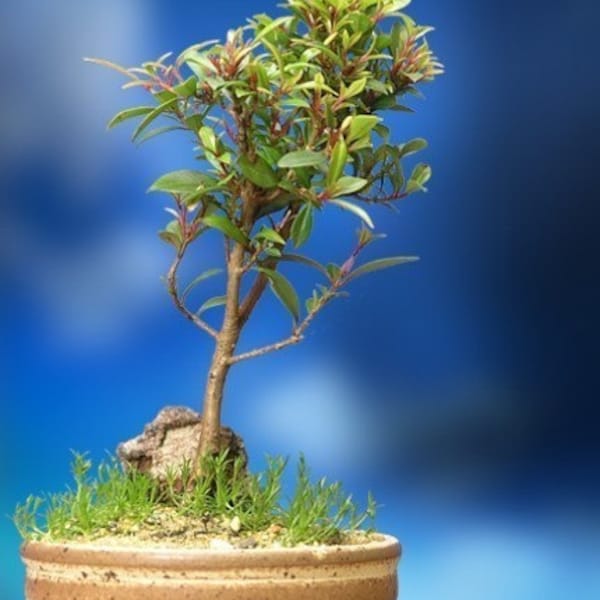 Indoor Flowering Cherry Tree