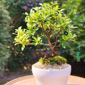 Indoor Brush Cherry Bonsai (Actual Tree, Shohin-class, Collectible)
