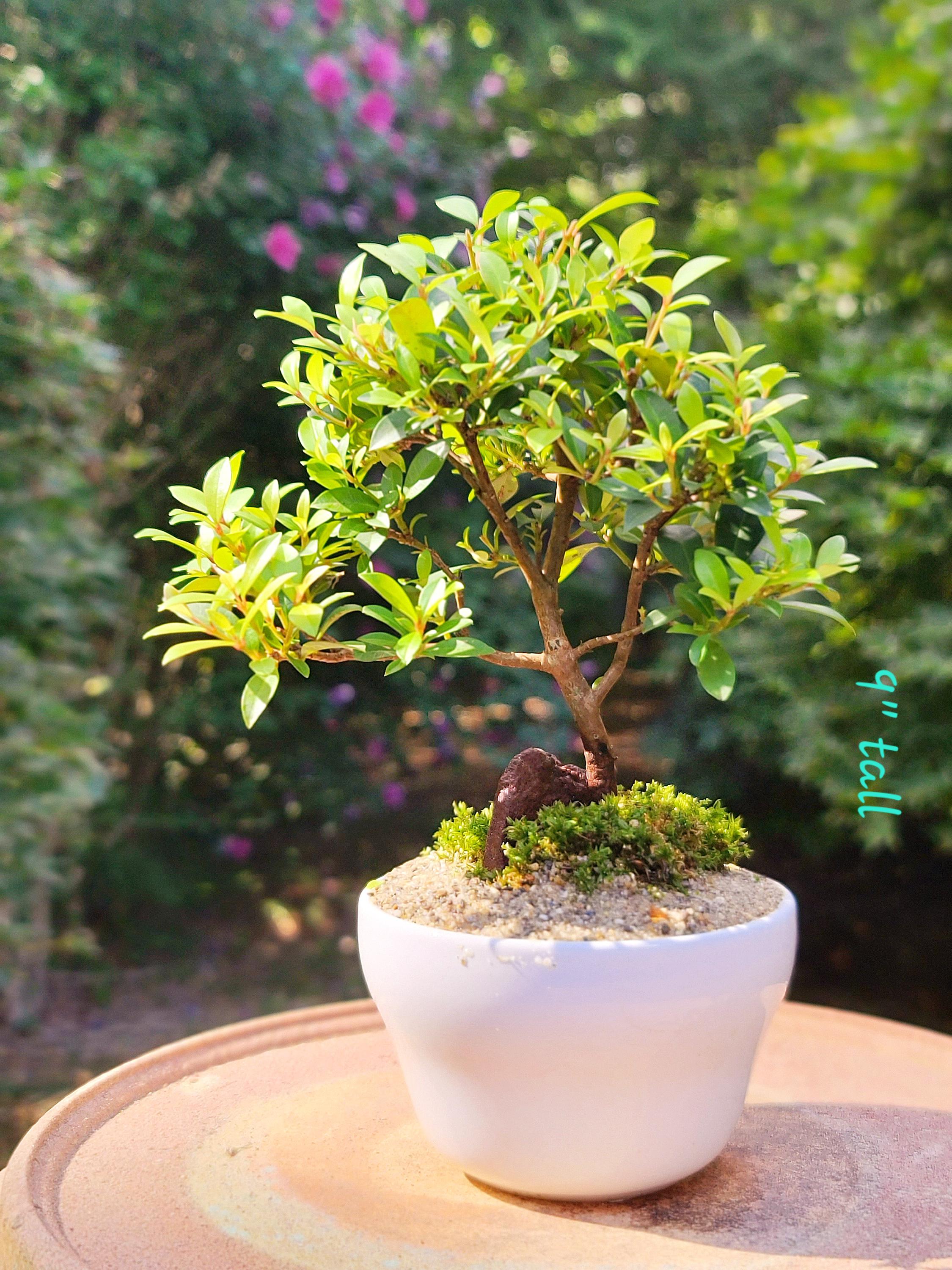 【是心】苔鉢　植木鉢　盆栽鉢　bonsai Indoor Brush Cherry Bonsai (actual Tree, Shohin-class, Collectible