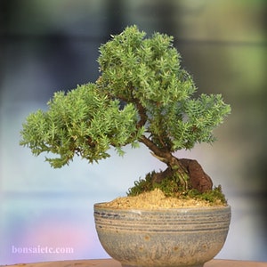 Japanese Juniper Bonsai in Handmade Japanese Setku Bowl