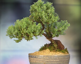 Japanese Juniper Bonsai in Handmade Japanese Setku Bowl