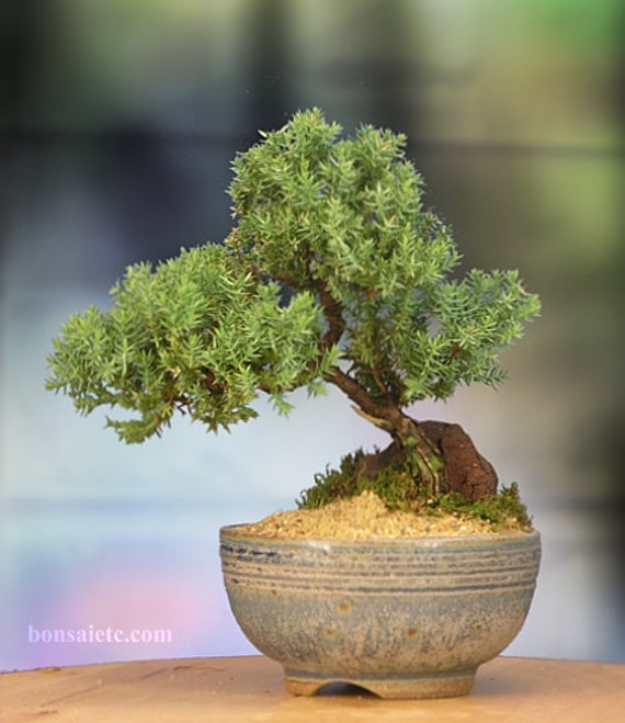 Japanese Juniper Bonsai in Handmade Japanese Setku Bowl - Etsy