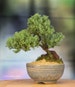 Japanese Juniper Bonsai in Handmade Japanese Setku Bowl 