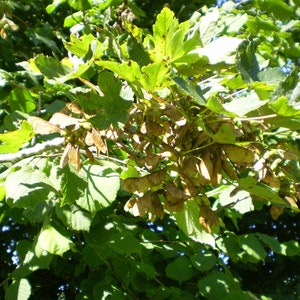 50 Great Maple or Sycamore Tree Seeds for Love and Harmony. Magic Potions, Natural Confetti, Pot Pourri, etc. image 6