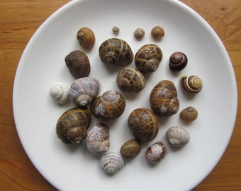 Half cup (120ml) of English Snail Shells for Magic, Nature Table or Decor. Ethically gathered.