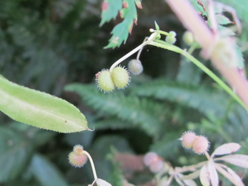 Rare Spell Ingredient Cleavers Seeds for Fertility Magic. Etsy
