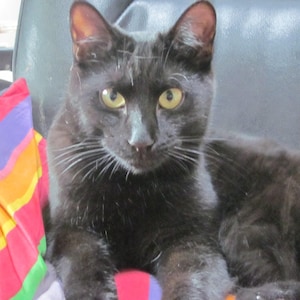 5 bigotes de gato genuinos para ingredientes de pociones o hechizos mágicos.