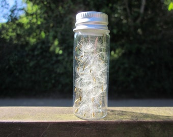 Fairy Wish Bottle. 50+ Organic Dandelion Seeds in Reuseable Glass Bottle with Metal Lid.