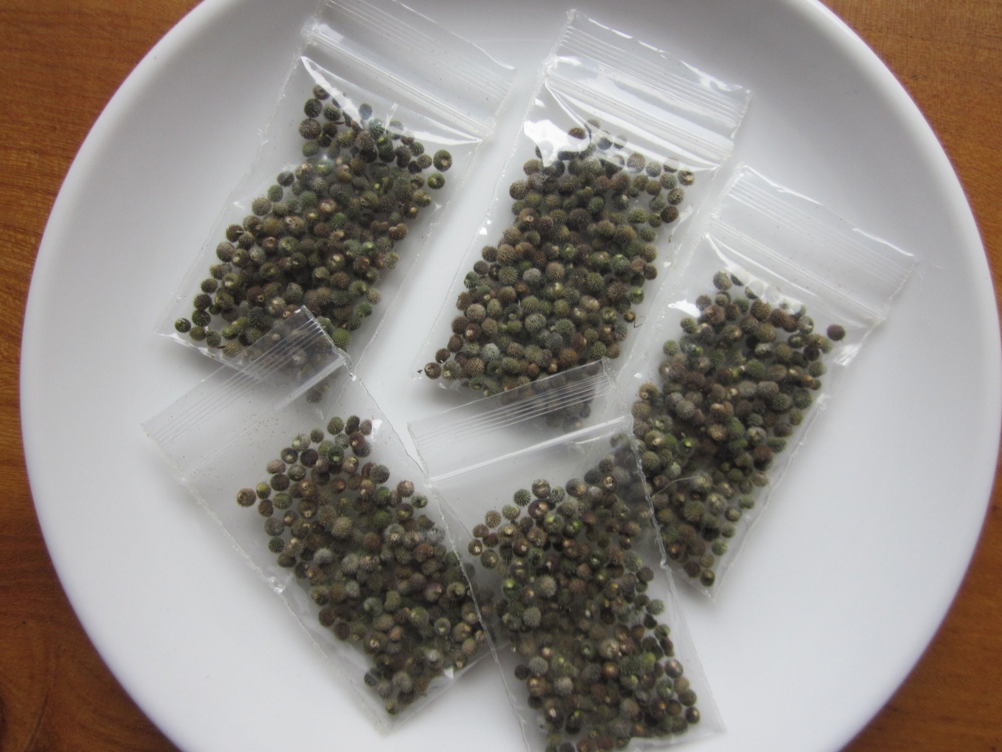 Rare Spell Ingredient Cleavers Seeds for Fertility Magic. Etsy