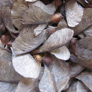 50 Great Maple or Sycamore Tree Seeds for Love and Harmony. Magic Potions, Natural Confetti, Pot Pourri, etc. image 3