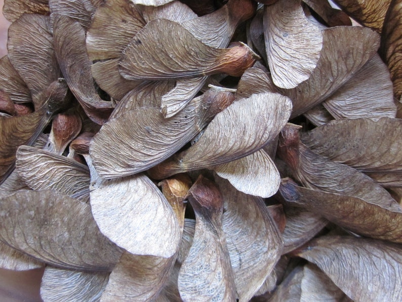 50 Great Maple or Sycamore Tree Seeds for Love and Harmony. Magic Potions, Natural Confetti, Pot Pourri, etc. image 3