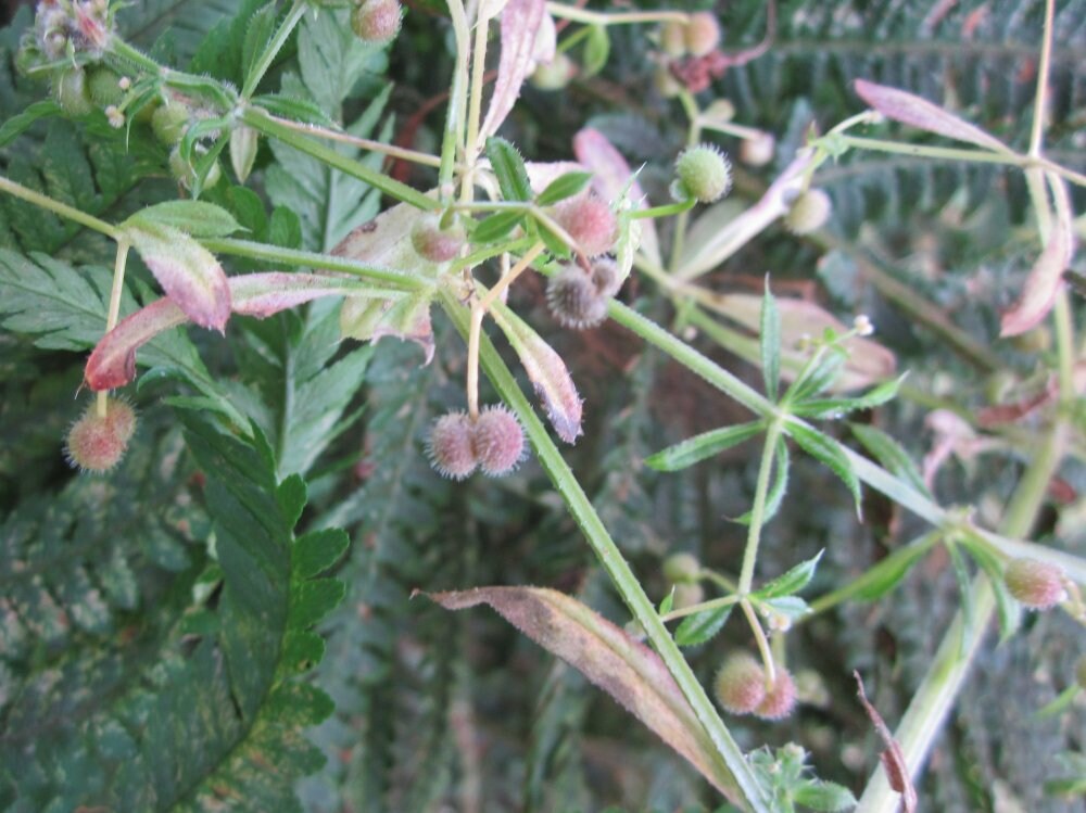 Rare Spell Ingredient Cleavers Seeds for Fertility Magic. Etsy