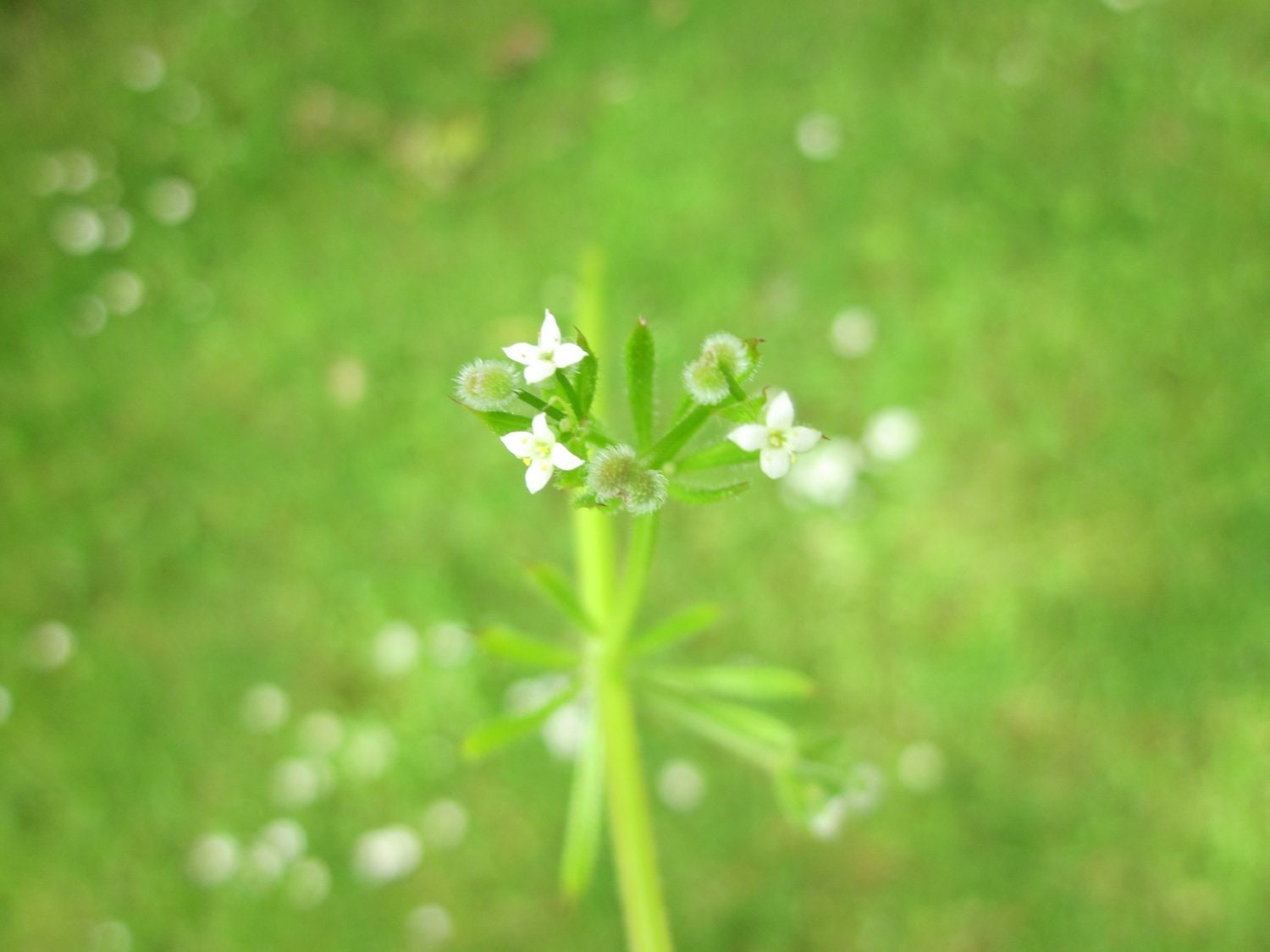 Rare Spell Ingredient Cleavers Seeds for Fertility Magic. Etsy