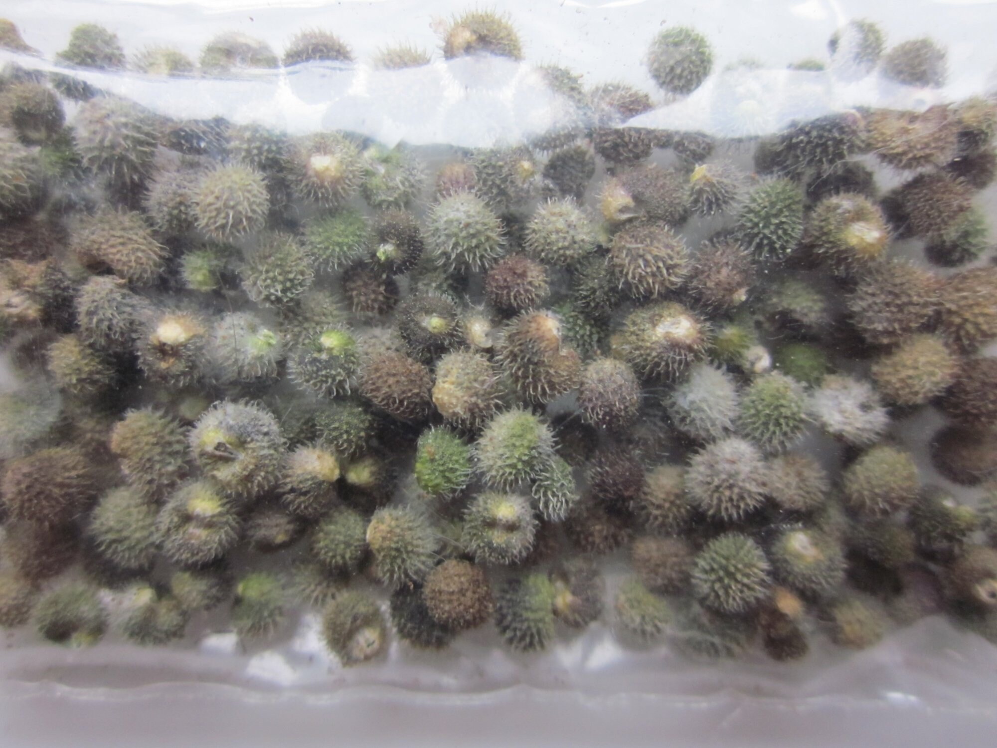 Rare Spell Ingredient Cleavers Seeds for Fertility Magic. Etsy