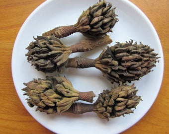 Magnolia Tree Seedhead for Magic Spells or Charms.