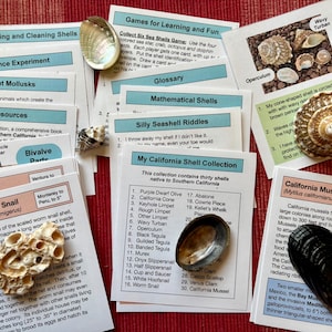 Colección educativa de conchas de playa de California