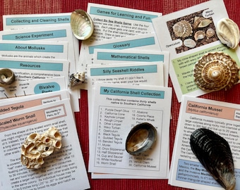 Educational California Beach Shell Collection