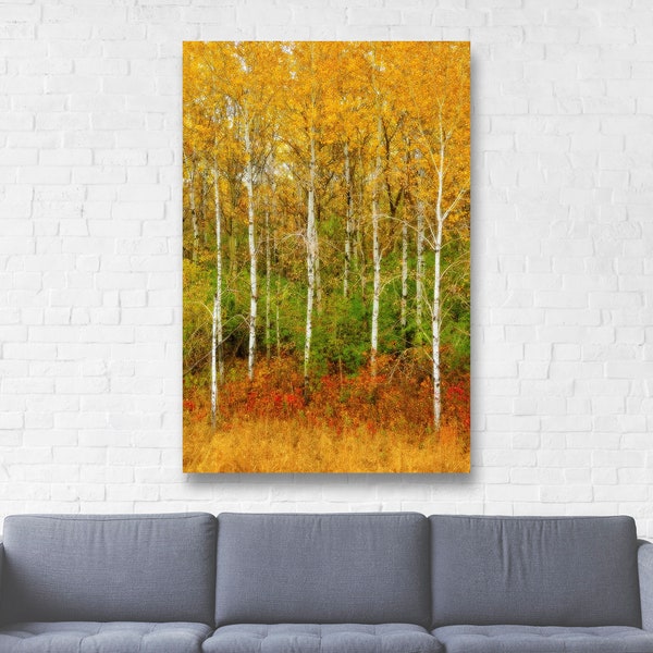 Autumn Birch Tree Art/Framed Wall Decor/Canvas Wrap/Aspen Tree Photo/Mustard Yellow Fall Color Print/Autumn Tree Picture/Woodland Forest Art