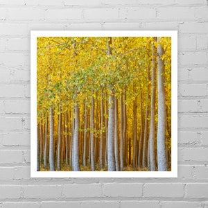 Fall Color Photo Print/Nature Photography/Yellow Tree Picture/Golden Birch Forest Picture/Yellow Tree Art Print/Birch Tree Autumn Wall Art