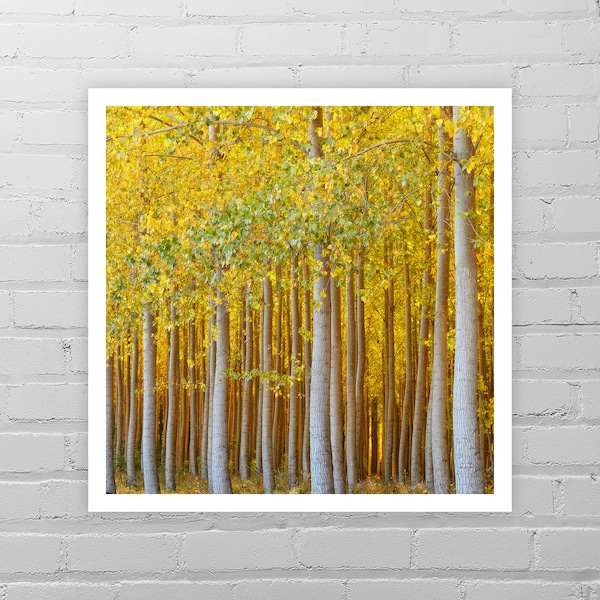 Fall Color Photo Print/Nature Photography/Yellow Tree Picture/Golden Birch Forest Picture/Yellow Tree Art Print/Birch Tree Autumn Wall Art