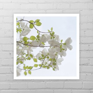 White Dogwood Photo Print/Tree Flower Print/Spring Wall Décor/Dogwood Wall Art/Dogwood Print/Dogwood Picture/Dogwood Photography/Nature Art