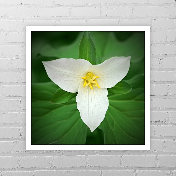 White Trillium Photo Print/Spring Flower Photo/White Flower Art Print/Botanical Wall Art/Floral Wall Décor/Nature Photography/Oregon Forest