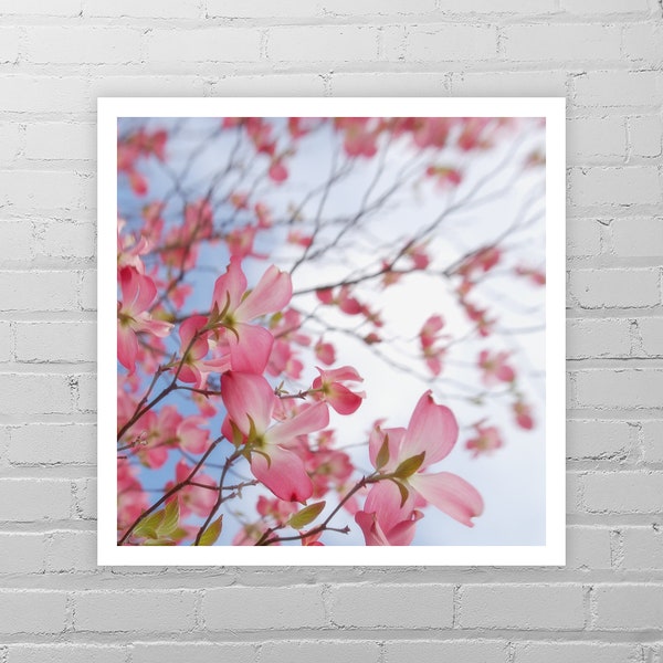 Dogwood Photo Print/Dogwood Art/Pink Dogwood Flower Photography/Minimal Spring Tree Wall Decor/Dogwood Blossom/Dogwood Picture/Pink Wall Art