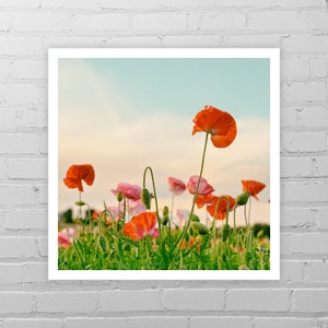 Red Poppies Photo Print/Simple Nature Photography/Red Poppy Art/Poppy Photograph/Summer Flower Art/Floral Wall Decor/Poppy Print/Poppy Field
