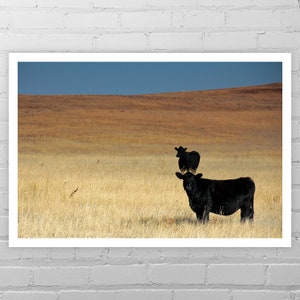 Black Cow Photography/Cow Art Print/South Dakota Art/Farm Decor/Cow Print/Country Wall Decor/Cow Picture/Barnyard Animal Photo
