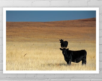 Black Cow Photography/Cow Art Print/South Dakota Art/Farm Decor/Cow Print/Country Wall Decor/Cow Picture/Barnyard Animal Photo