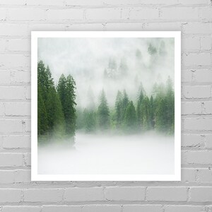 Op de afbeelding: Een mistige bossc&egrave;ne met hoge groenblijvende bomen op de achtergrond en mist die vanaf de onderkant van de afbeelding omhoog komt.