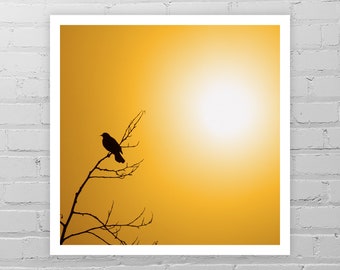 Blackbird Photo Print/Yellow Bird Photo Art Print/Black Bird Picture/Bird on Tree Branch/Bird Art/Crow Photo/Bird Photography/Crow Picture