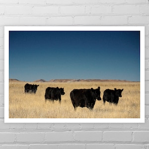 Black Cow Photo Print/South Dakota Photo/Farm Animal Art Print/Country Wall Décor/Cow Art/Cow Print/Cow Picture/Farm Photography/Farm Art