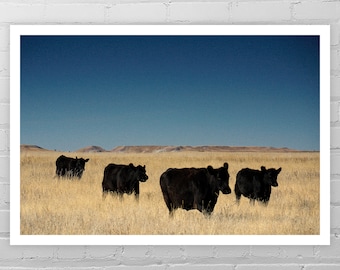 Black Cow Photo Print/South Dakota Photo/Farm Animal Art Print/Country Wall Décor/Cow Art/Cow Print/Cow Picture/Farm Photography/Farm Art