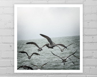 Seagull Photo Print/Pacific Ocean Art Print/Gray Bird Photo/Nautical Art/Ocean Photo/Seagull Art/Sea Picture/Beach Décor/Large Seagull Print