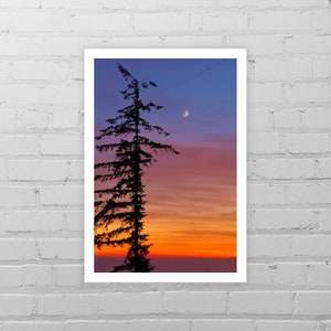 Spruce Tree Photo Print/Nature Photography/Sunset Photo/Tree Picture/Tree Wall Decor/Crescent Moon Tree Print/Pine Tree Art Print/Oregon Art