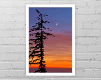 Spruce Tree Photo Print/Nature Photography/Sunset Photo/Tree Picture/Tree Wall Decor/Crescent Moon Tree Print/Pine Tree Art Print/Oregon Art