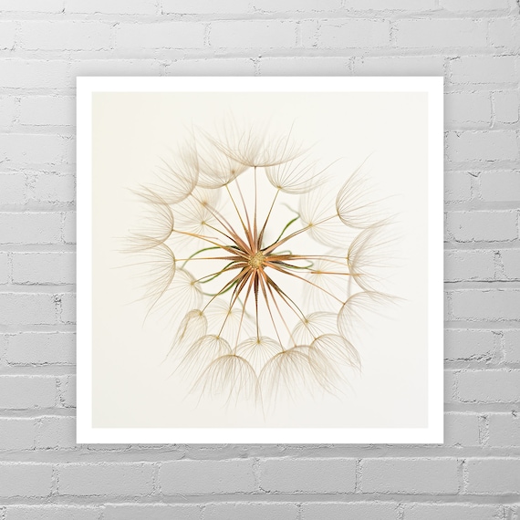 Dandelion Photo Print/Dandelion Wall Art/Massage Room Décor/White Flower/Dandelion Art Print/Zen Art/Dandelion Picture/Dandelion Photography