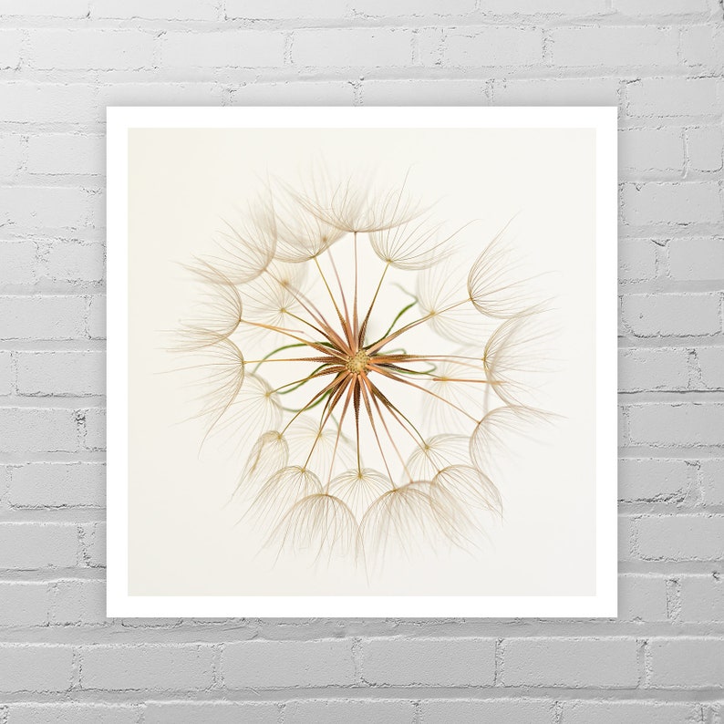 May include: A close-up of a dandelion seed head with delicate white and brown fibers radiating outwards from the center.