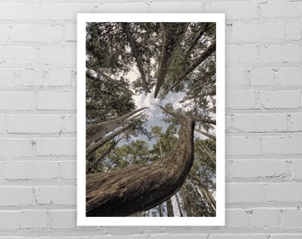 Forest Photo Print/Olympic National Park Photography Print/Washington State Forest Art Print/Pine Tree Art/Forest Picture/Pacific Northwest