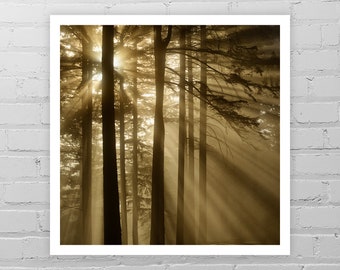 Foggy Forest Photo Print/Tree Picture/Woodland Photo Art Print/Portland Oregon Forest Wall Décor/Pacific Northwest Nature Photography Print